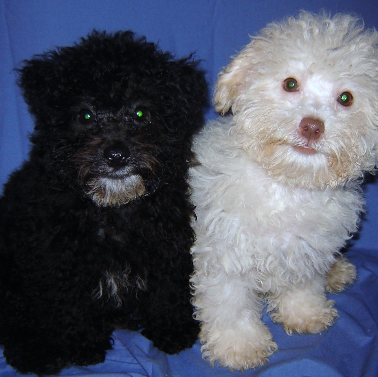 Poodle Puppy Pictures